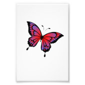 蝶 フォトプリント            (正面)