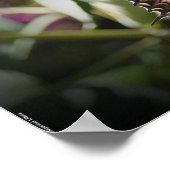 蝶, ポスター (角)