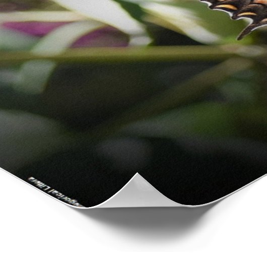 蝶, ポスター (角)