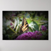 蝶, ポスター (正面)