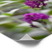 蝶, ポスター (角)