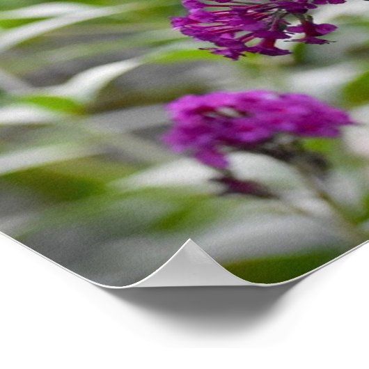 蝶, ポスター (角)