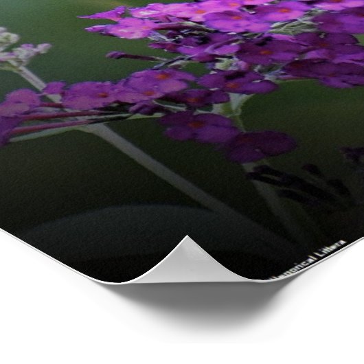 蝶, ポスター (角)