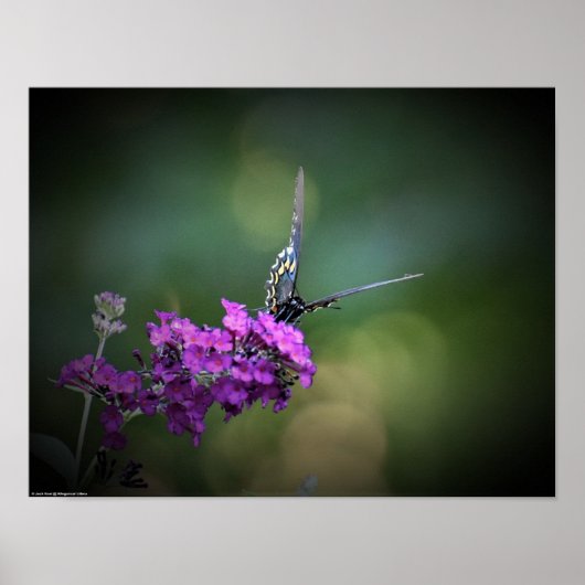 蝶, ポスター (正面)