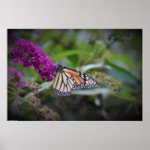 蝶, ポスター (正面)