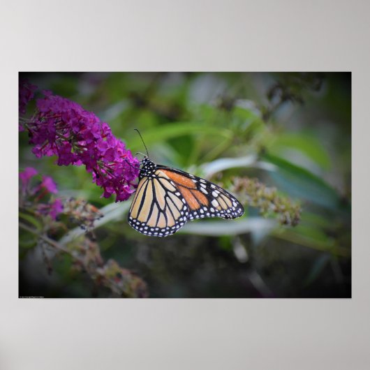 蝶, ポスター (正面)