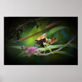 蝶, ポスター (正面)