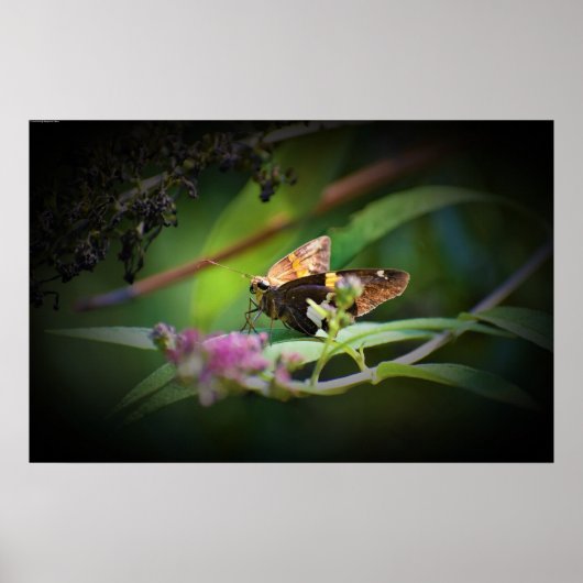 蝶, ポスター (正面)