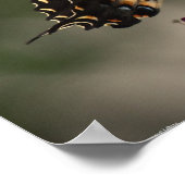 蝶, ポスター (角)