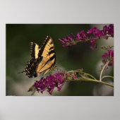 蝶, ポスター (正面)