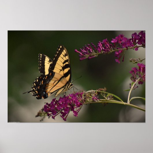 蝶, ポスター (正面)