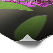 蝶, ポスター (角)