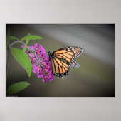 蝶, ポスター (正面)