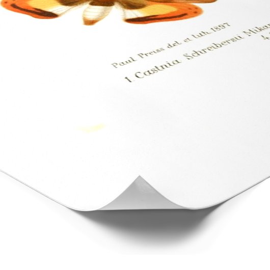 蝶 ポスター (角)