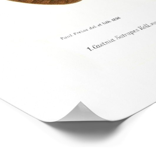 蝶 ポスター (角)