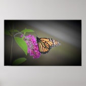 蝶, ポスター (正面)