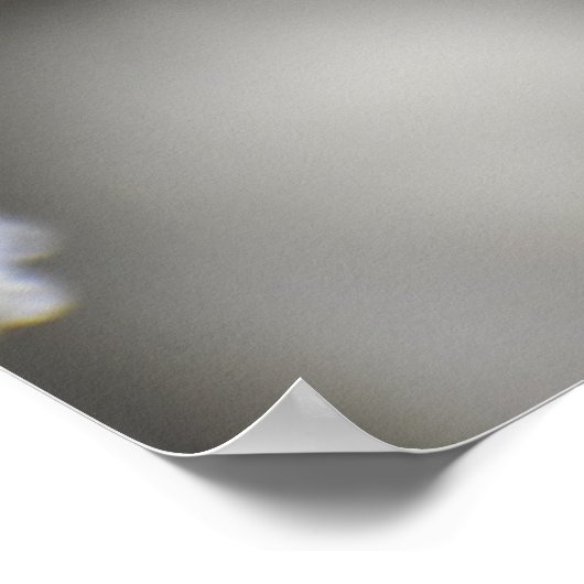 蝶 ポスター (角)