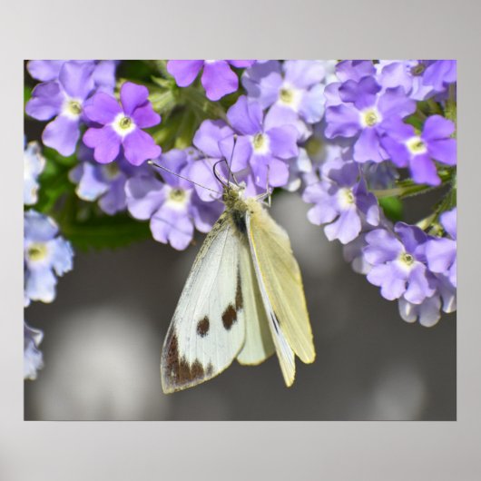 蝶 ポスター (正面)