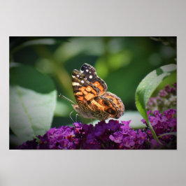 蝶, ポスター