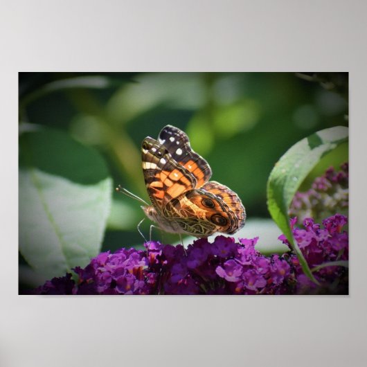 蝶, ポスター (正面)