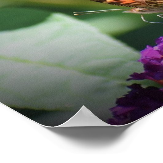 蝶, ポスター (角)