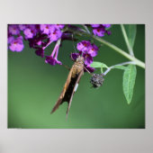 蝶, ポスター (正面)