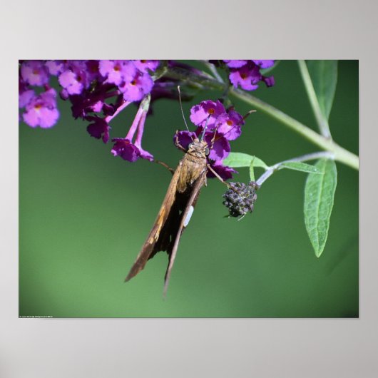 蝶, ポスター (正面)