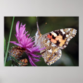 蝶 ポスター (正面)