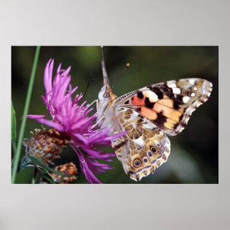 蝶 ポスター