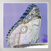 蝶 ポスター (正面)