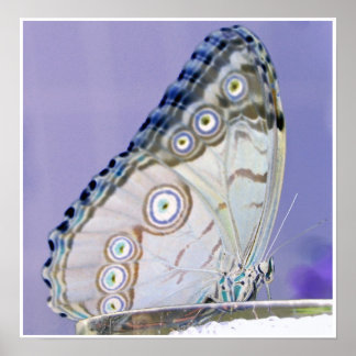 蝶 ポスター