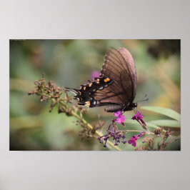 蝶, ポスター