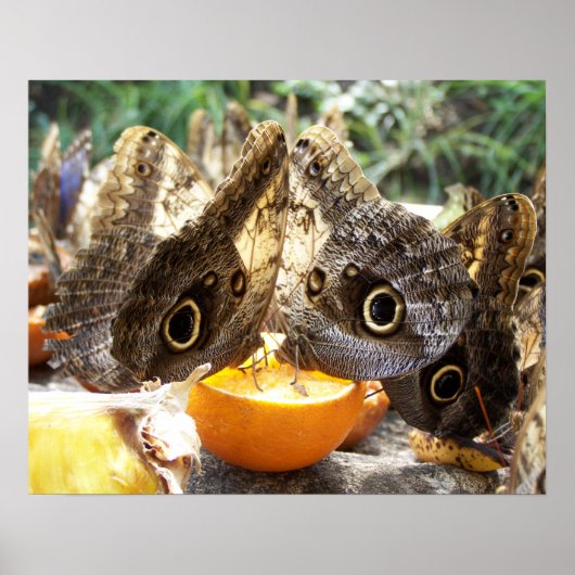 蝶 ポスター (正面)