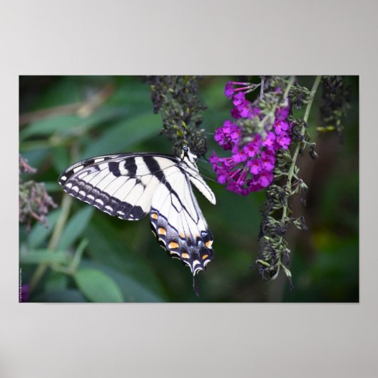 蝶, ポスター (正面)