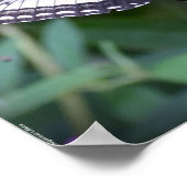 蝶, ポスター (角)