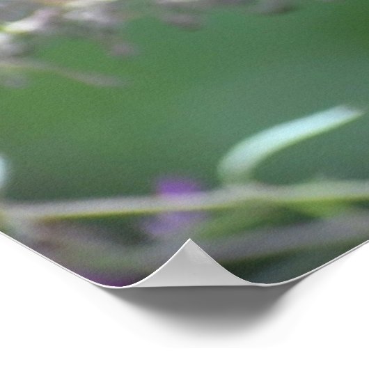 蝶, ポスター (角)