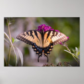 蝶, ポスター (正面)