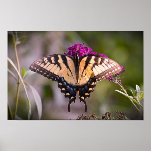 蝶, ポスター (正面)