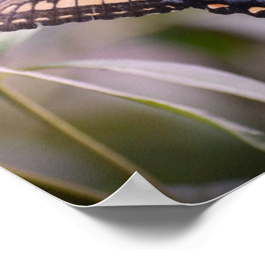 蝶, ポスター (角)