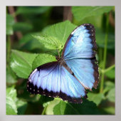 蝶 ポスター (正面)