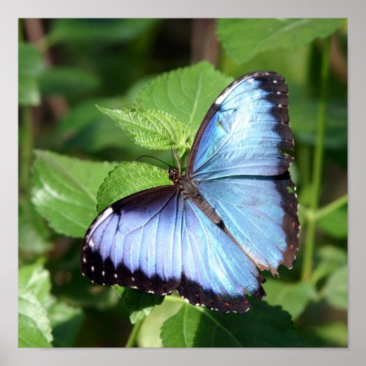 蝶 ポスター (正面)