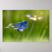 蝶 ポスター (正面)