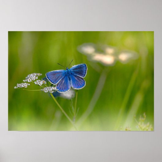 蝶 ポスター (正面)