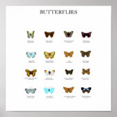 蝶 ポスター (正面)