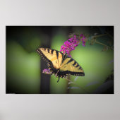 蝶, ポスター (正面)