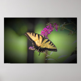 蝶, ポスター