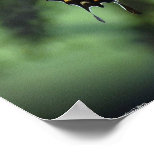 蝶, ポスター (角)