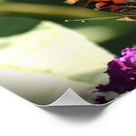 蝶, ポスター (角)