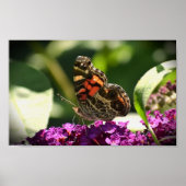 蝶, ポスター (正面)