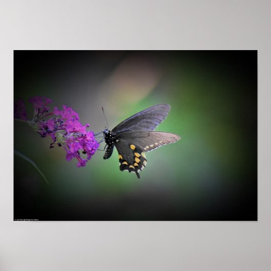 蝶, ポスター (正面)